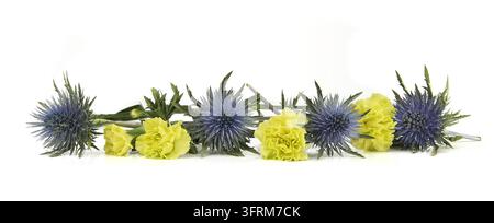 Blumen grüne Nelken und mediterraner Meerfenchel isoliert auf weißem Hintergrund. Rand von blauem Meerfenchel, Eryngium bourgatii und Dianthus Stockfoto