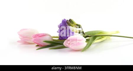Blumen Tulpe und Freesie isoliert auf weißem Hintergrund. Strauß lila-rosa Frühlingsblumen. Stockfoto