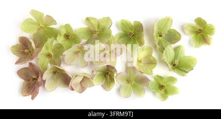 Schnee-Rose Hellebore isoliert auf weißem Hintergrund. Immergrüne Blume Hellebore, Weihnachtsrose, blüht im Winter draußen, wenn das Wetter kalt ist und Stockfoto