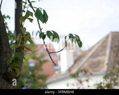 Baumzweig mit grünen Blättern vor verschwommenen Wohndächern an einem bewölkten Tag Stockfoto