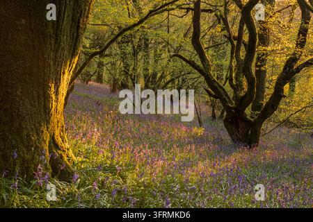 Gewöhnliche Glockenblumen blühen in einem Wald im Dartmoor-Nationalpark, Devon, England. Frühling (April) 2026. Stockfoto
