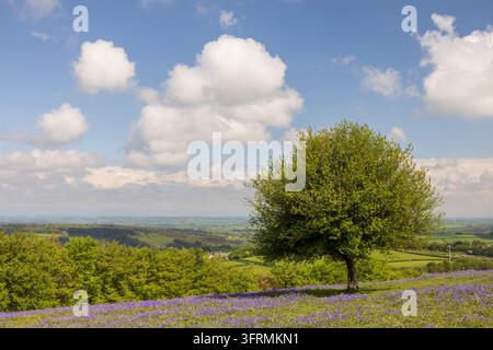 Hainbuchenbaum und Blausternchen im Dartmoor-Nationalpark, Devon, England. Frühling (Mai) 2026. Stockfoto