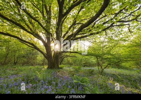 Gewöhnliche Hyazinthen unter einer alten Eiche im Dartmoor-Nationalpark, Devon, England. Frühling (Mai) 2026. Stockfoto