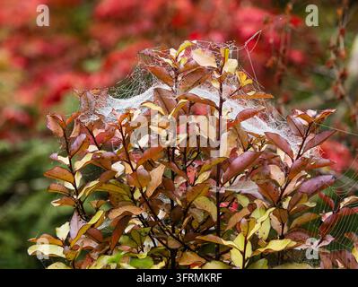 Taufrische Spinnweben des Herbstes bedecken das farbenfrohe immergrüne Laub des robusten Strauchs Pseudowintera colorata Stockfoto