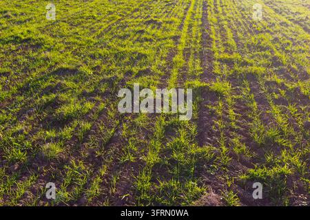 Frischer grüner Winterweizen keimt in ordentlichen Furchen auf braunem fruchtbarem Boden unter goldenem Herbstabendsonnenlicht und schafft eine lebendige ländliche Landwirtschaft Stockfoto