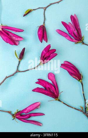 Komposition aus Blumen. Lila Magnolienblüten auf einem pastellblauen Hintergrund. Oberansicht, Flat Lay Stockfoto
