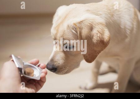 Hunderasse Labrador bekommt Pillen, Vitamine, Leckerli aus der Hand des Besitzers. Konzept Haustiere und Gesundheit Stockfoto