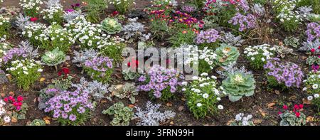 buntes Blumenbeet im Schlossgarten Siegen in der Nahaufnahme Stockfoto
