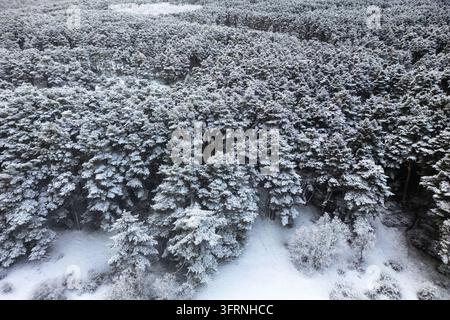 Luftbild eines dichten Alpenwaldes, der mit frischem Schnee bedeckt ist und frostige immergrüne Bäume sowie eine ruhige Winterlandschaft mit natürlichem weißem Boden zeigt Stockfoto