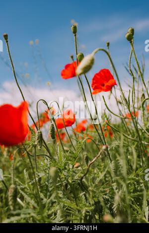 Niedriger Blick auf grüne Mohnkapseln und lebhafte rote Blüten, die durch weiches Laub gegen einen klaren blauen Himmel aufragen, mit selektiver Schärfentiefe und einem verträumten Stockfoto