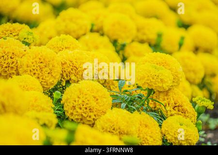 Afrikanische Ringelblume (Senjugiku) Stockfoto