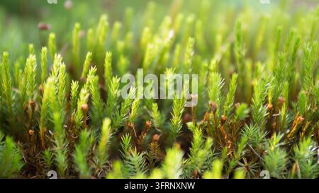 Polytrichum commune Haubenmoos Nahaufnahme mit frischen limettengrünen Trieben und weichem Bokeh-Hintergrund, Waldboden im Frühling Makro, umweltfreundlich nachhaltig Stockfoto