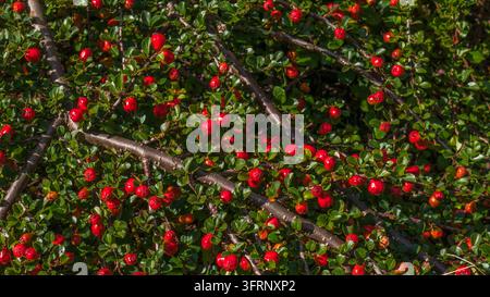 Cotoneaster horizontalis Äste mit hellroten Beeren und kleinen glänzenden grünen Blättern im Herbstsonnenschein, Fels-Cotoneaster-Strauch Vollformat, Herbst Stockfoto