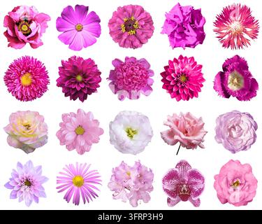Rosa Blumen großer Satz isoliert auf weißem Hintergrund. Makrofoto Blume: Rose, Sonnenblume, Gerber, Zinnie, Aster, Pfingstrose, Löwenzahn, Hibiskus, Mohn, Nelke, c Stockfoto