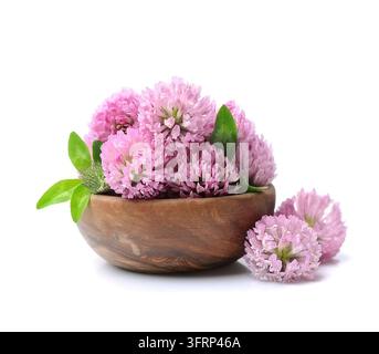 Klee-Blüten auf unbenutzter Platte isoliert auf weißem Hintergrund Stockfoto