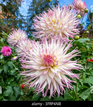 Weiße und rosa Kaktus-Dahlien blühen in einem Sommergarten, stachelige Blütenblätter mit zartrosa Mittelpunkten vor grünem Laub und blauem Himmel Stockfoto