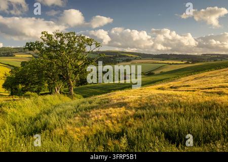 Wogende Dartmoor-Landschaft im Abendlicht, Cheriton Bishop, Devon, England. Sommer (Juni) 2026. Stockfoto