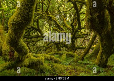 Mit Moos bedeckte Bäume in einem Wald von Dartmoor, Devon, England. Sommer (Juni) 2026. Stockfoto