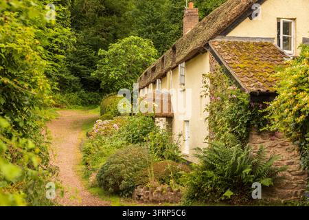 Strohgedeckte Cottages im Dorf Dunster, Exmoor-Nationalpark, Somerset, England. Sommer (Juni) 2026. Stockfoto
