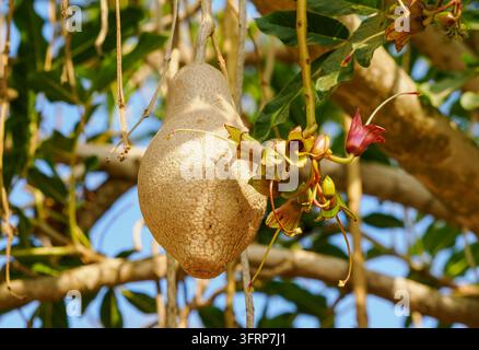 Eine große holzige Frucht und ein blühender Stängel, der von einem Würstchenbaum (Kigelia africana) herabhängt Stockfoto