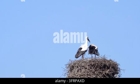 Paar weiße Störche auf ihrem Nest aus Ästen und Zweigen, hoch oben auf einem Neststock, vor blauem Himmel. Ein Vogel steht, mit geöffnetem Schnabel, als ob Stockfoto