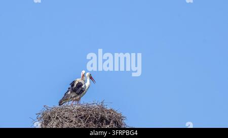 Paar weiße Störche, die nahe ihrem Nest aus Ästen und Zweigen stehen, hoch oben auf einem Nestpfahl, vor blauem Himmel. Ein Vogel hat sein Schnabel geöffnet, wie i Stockfoto