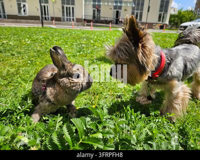 Ein Kaninchen und ein Hund stehen auf einer Wiese. Der Hund trägt ein rotes Halsband in einer Wohnanlage Stockfoto