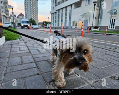 Ein kleiner Hund läuft auf einem Gehweg. Der Hund trägt ein Geschirr und eine Leine. Der Gehweg besteht aus Ziegeln in einer Wohnsiedlung mit Eigentumswohnungen Stockfoto