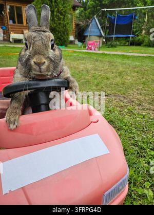 Kaninchen sitzt in einem rosa Spielzeugauto. Das Auto hat einen Aufkleber mit Platz für Text in der Landhausdatsche Stockfoto