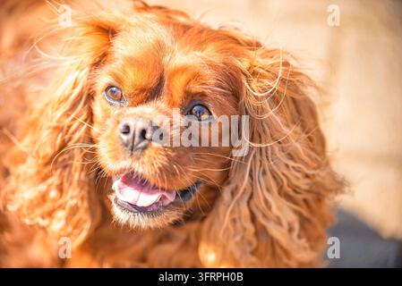 Kavaliers-König Charles Spaniel Hund männlichen Hund in Ruby Stockfoto