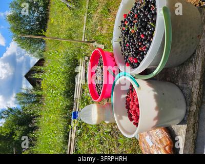 Drei Eimer mit Beeren stehen auf einem Holztisch. Ein Eimer ist voller Brombeeren, ein anderer ist voller Himbeeren und der dritte ist voller Blaubeeren im Dorf Stockfoto
