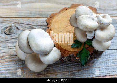 Frische Austernpilze und ein Holzstumpf im alten Tisch Stockfoto