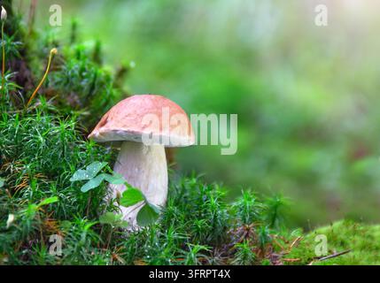 schöner wilder Steinpilz (Boletus edulis) wächst in frischem grünen Moos in einem verträumten Sommerwald. Die Szene wird von weichem, warmem Sonnenlicht beleuchtet Stockfoto