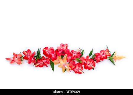 Schöne blühende rote und gelbe Schlumbergera (Weihnachtskaktus) Blüten mit frischen grünen Blättern isoliert auf weißem Hintergrund. Top-Ansicht, flach Stockfoto