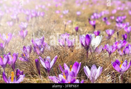 Eine wunderschöne Gruppe wilder lila Krokusse mit einer herausragenden weißen Blüte, die in einer Wiese mit trockenem gelbem Gras blüht. Die Szene ist in warmem Sonnenlicht eingefangen Stockfoto