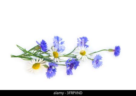 Wunderschönes Sommerbouquet aus blauen Kornblumen und weißen Kamillenblüten auf weißem Hintergrund mit Kopierplatz. Oberansicht, Flat-Lay-Komposition, minima Stockfoto