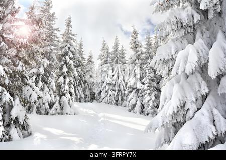 Eine faszinierende Winterszene mit einem ausgetretenen Pfad, der sich durch einen mit frischem Schnee bedeckten Fichtenwald windet Stockfoto