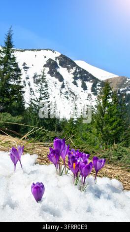 Wunderschöne Frühlingslandschaft mit lebhaften violetten Krokusblüten, die aus dem schmelzenden Schnee auf einer Bergwiese hervorbrechen. Hochgebirgslandschaft mit Eve Stockfoto