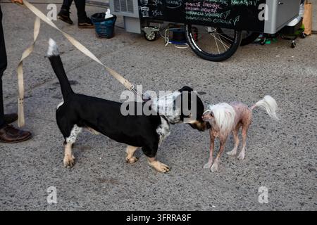 ZWEI HUNDE, DIE AUF EINER STADTSTRASSE SCHNUPPERN, RIGA-REISEBERICHT, RIGA, LETTLAND: Ein kleiner haarloser Hund und ein größerer schwarz-weißer Hund an der Leine schnuppern sich gegenseitig auf einer gepflasterten Straße. INFO: Riga, die Hauptstadt Lettlands, ist die größte Stadt der baltischen Staaten. Mit einer Mischung aus mittelalterlicher Geschichte und kosmopolitischem Charme ist sie weltberühmt für ihre atemberaubende, von der UNESCO gelistete Jugendstilarchitektur und eine wunderschön erhaltene Kopfsteinpflaster Altstadt. Stockfoto