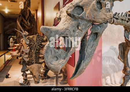 14. August 2026, Svilajnac, Serbien: Dinosaurierschädel und Knochenstruktur in einem Naturkundemuseum ausgestellt. Altes Fossil einer Kreatur, das Wis Stockfoto