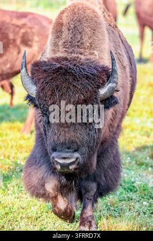 Bison nähert sich – Bullen-Bison nähert sich aus seiner Herde in den Ebenen des Fraser River, Aggasiz, British Columbia, Kanada Stockfoto