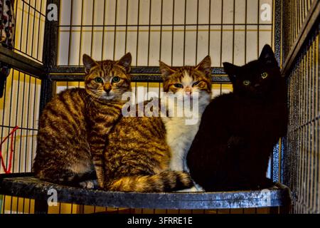 Drei 4 Monate alte Kätzchen, die zusammen in einem Käfig in einem Tierheim sitzen: getigertes, getigert-weißes und schwarzes Kätzchen. Stockfoto