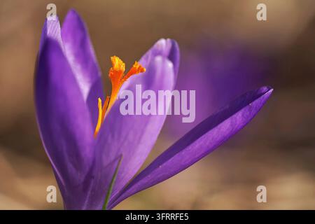 Die Sonne scheint auf der wilden lila und gelben Iris (Crocus heuffelianus verfärbt) Blume, Nahaufnahme Makro Detail Stockfoto