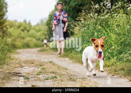 Kleine Jack Russell Terrier läuft auf staubigen Landstraße, ihre Zunge aus, verschwommen Frau - Tierbesitzer im Hintergrund Stockfoto