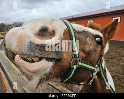 Ein braun-weißes Pferd mit einem grün-schwarzen Zaum steht in einem Pferch. Das Pferd hat das Maul offen und lächelt Stockfoto