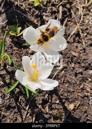 Eine Biene sitzt auf einer Krokusblüte. Die Blume ist weiß. Eine Hummel landet auf weißen Krokusblüten in sonnenbeschienener Erde. Sanftes Sonnenlicht hebt den gelben Mittelpunkt der Blüte hervor Stockfoto