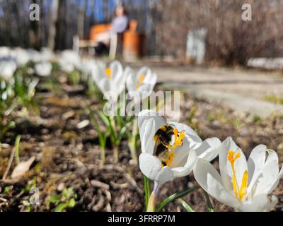 Eine Biene sitzt auf einer weißen Krokusblüte in einem Garten. Die Blüte ist von anderen weißen Blumen umgeben, und im Hintergrund steht eine Bank. Die Szene ist friedlich und ruhig Stockfoto