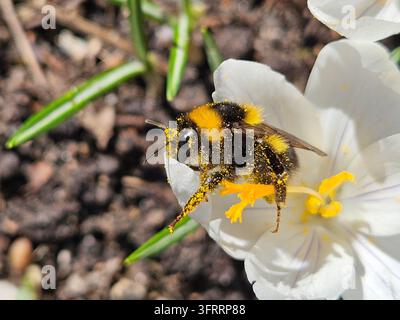 Eine gelbe und schwarze Biene sitzt auf einer Krokusblüte. Die Biene ist mit gelbem und schwarzem Staub bedeckt Stockfoto