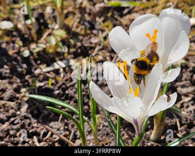 Eine Biene sitzt auf einer Krokusblüte, die von Erde umgeben ist. Die Biene trinkt Nektar aus der Blüte Stockfoto