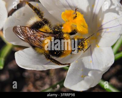Eine gelb-schwarze Biene liegt auf einer weißen Krokusblüte. Die Biene ist mit gelbem Pulver bedeckt, das wahrscheinlich Pollen ist. Die Szene ist friedlich und trocken Stockfoto